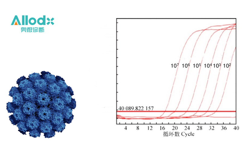 双色高灵敏多瘤病毒（BKV/JCV）检测